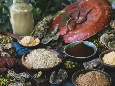 Wholesale Organic Hericium Erinaceus (Lion's Mane) Extract Powder (50% Extract) Image 4