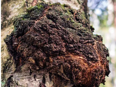 Wholesale Water-Soluble Oyster Mushroom Extract (10-50% Beta Glucans) Image 3