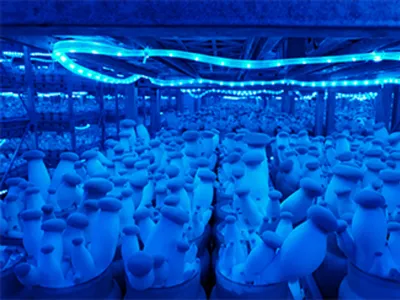 Wholesale Pure Hericium Erinaceus (Lion's Mane) Extract Powder Image 3