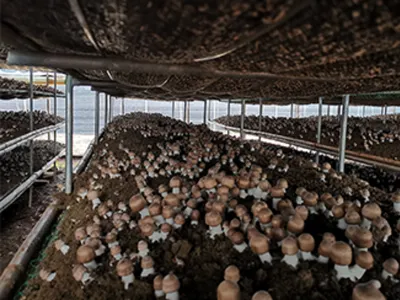 Wholesale Pure Hericium Erinaceus (Lion's Mane) Extract Powder Image 4