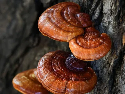 Wholesale Organic Reishi Mushroom Extract Powder & Capsules Image 1