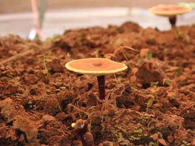 Wholesale NOP Reishi Mushroom Spore Oil Capsules Image 3