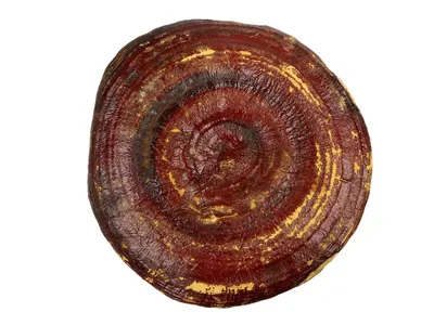 Wholesale Organic Shiitake Mushroom Extract Powder (10-50% Polysaccharides) Image 1