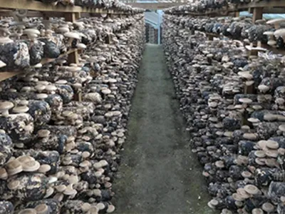 Wholesale Wild Organic Chaga Mushroom Extract Powder (≥2% Polysaccharides) Image 2