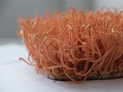 Wholesale Cordyceps Militaris & Sinensis Mycelium Extract Powder Image 2