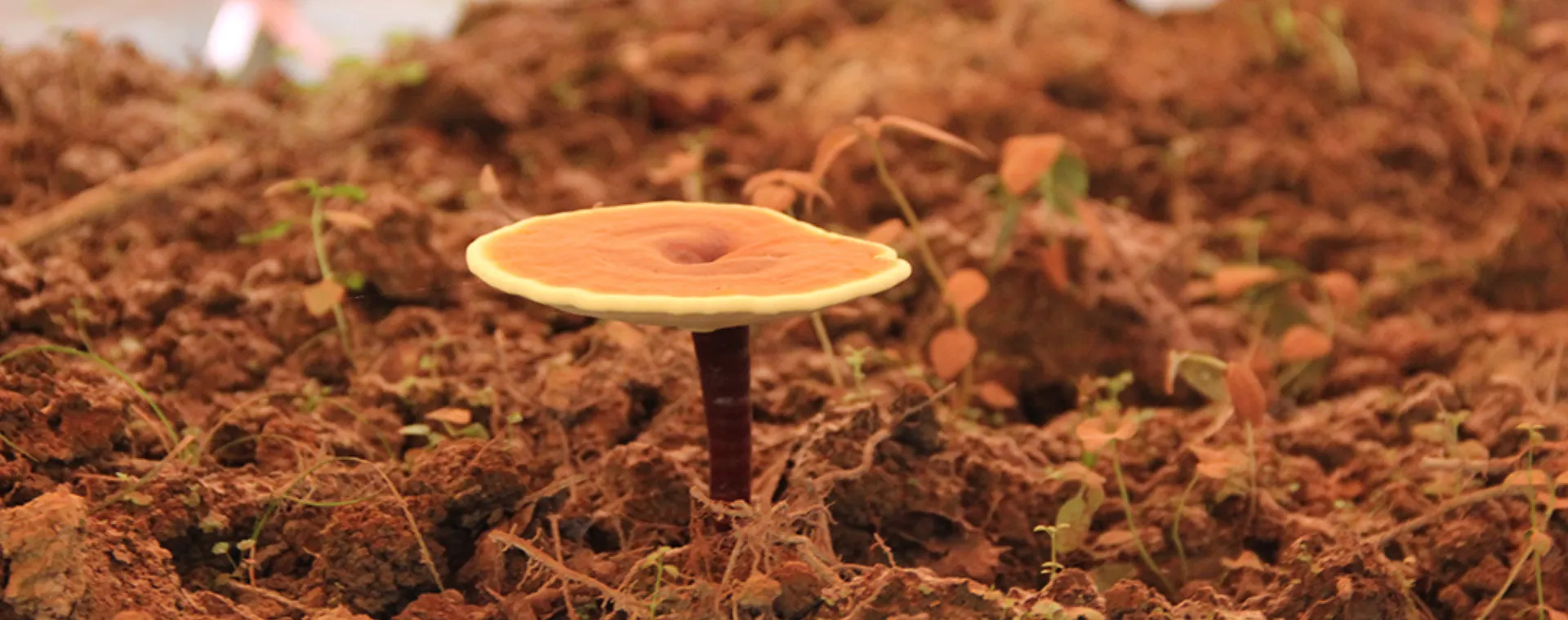 Your Trusted Medicinal Mushroom Supplier